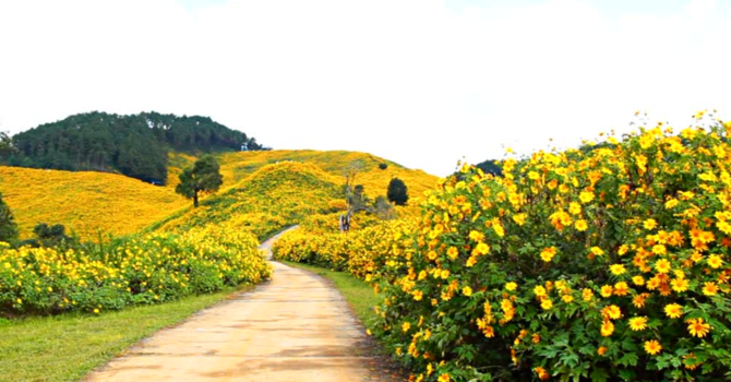 Adventures on the Yellow Brick Road