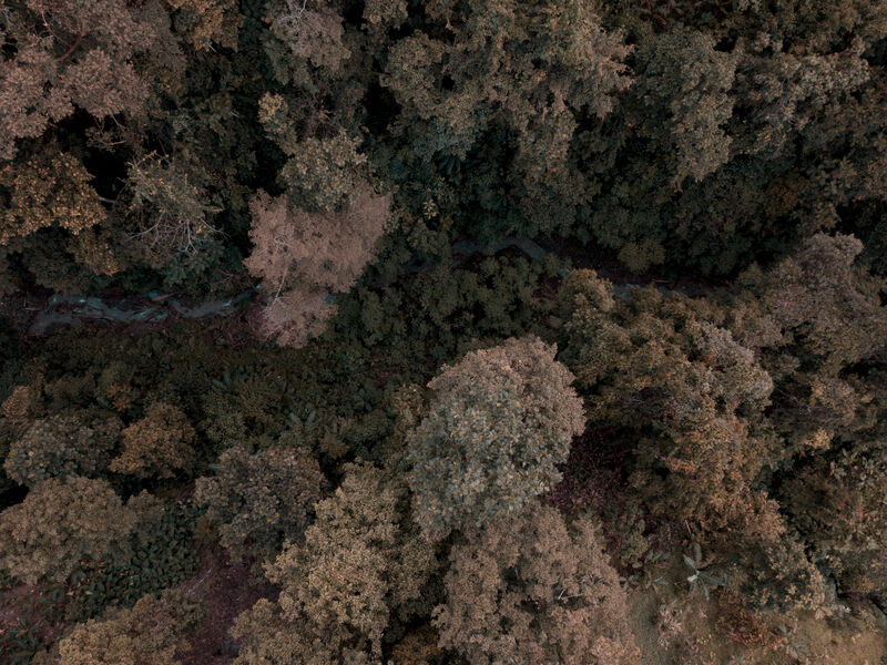 "Forest Through The Trees"