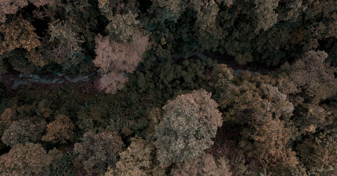 "Forest Through The Trees"