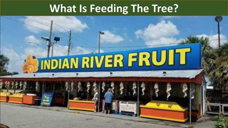 What Is Feeding the Tree