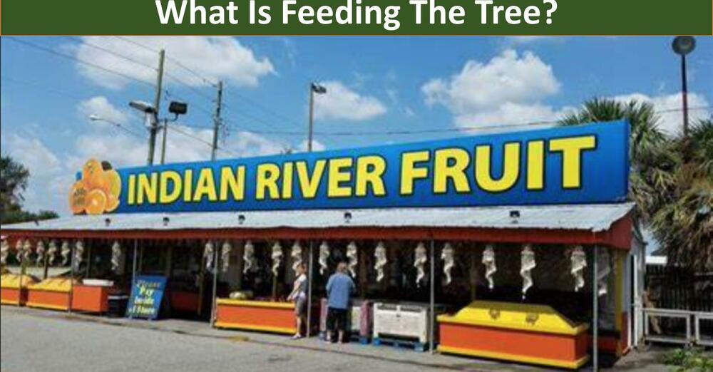 What Is Feeding the Tree