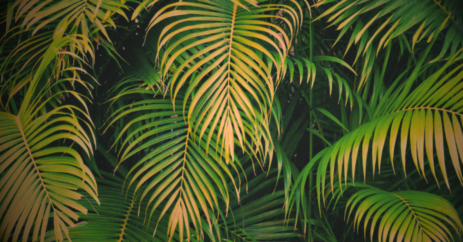 Palm Sunday