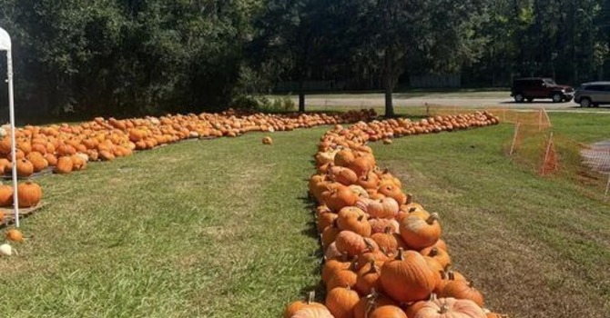 Pumpkin Patch