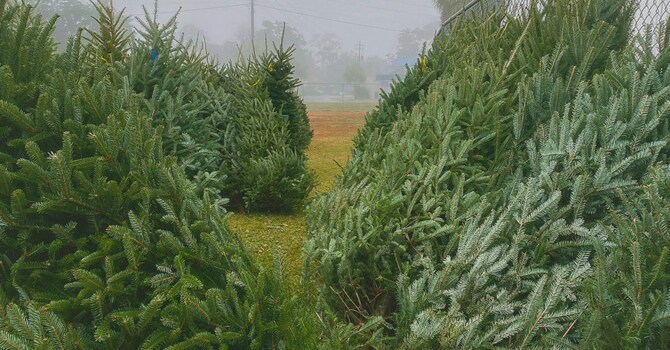 Christmas Tree Lot