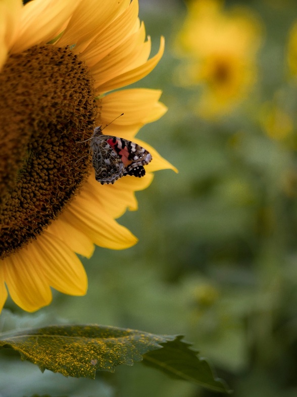 Slideshow image