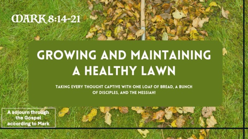 Growing and Maintaining a Healthy Lawn