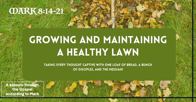 Growing and Maintaining a Healthy Lawn