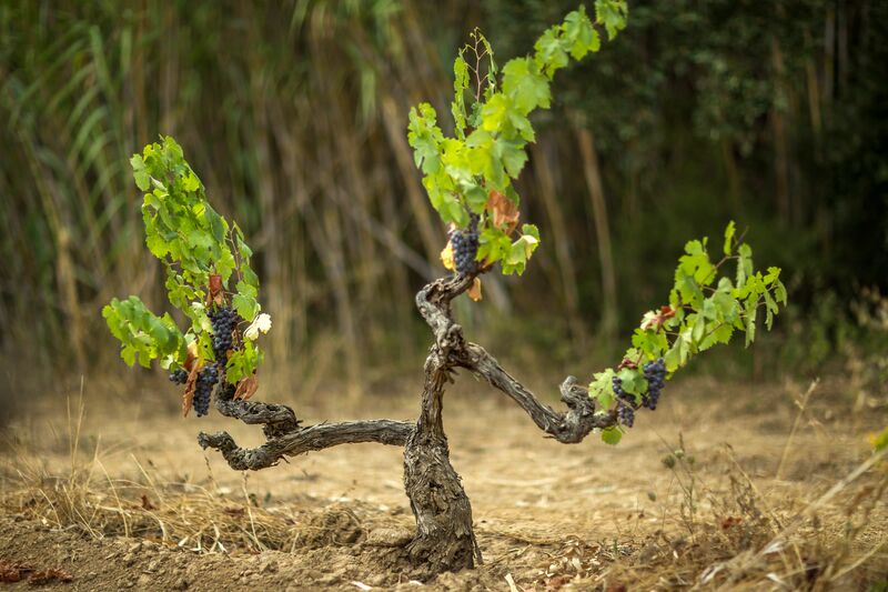 Cultivating the Vineyard