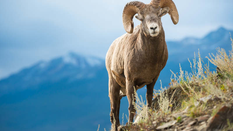 A Ram and a Goat Ruin Everything