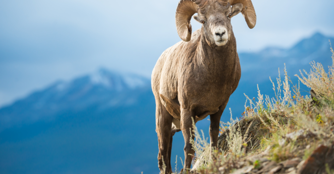A Ram and a Goat Ruin Everything