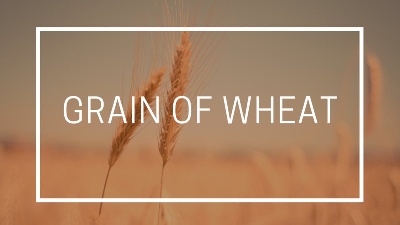 Grain of Wheat