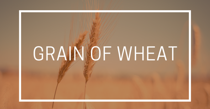 Grain of Wheat