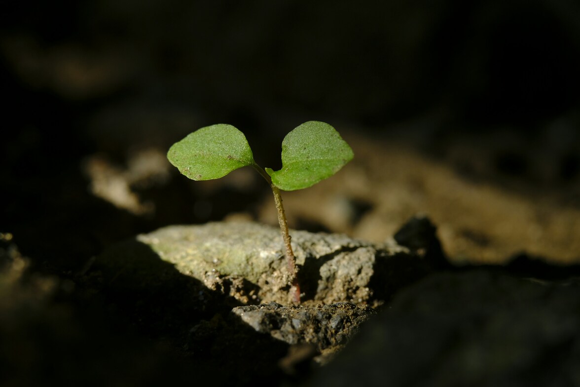 Slideshow image
