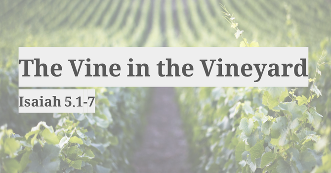 The Vine and the Vineyard