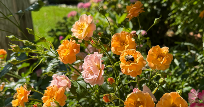 Garden Guild AGM