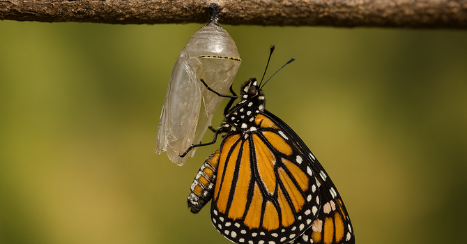 The Cocoon of Faith