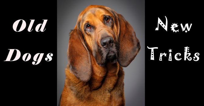 Old Dogs New Tricks