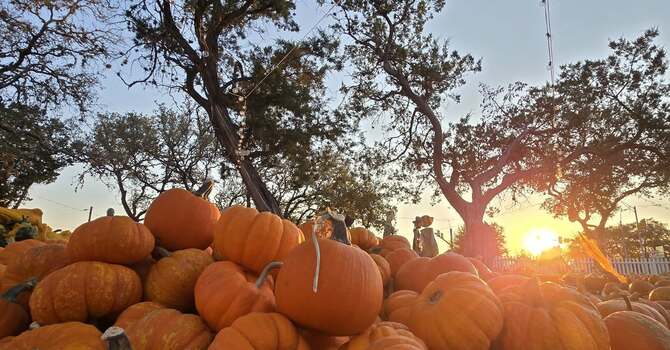 Second Pumpkin Delivery