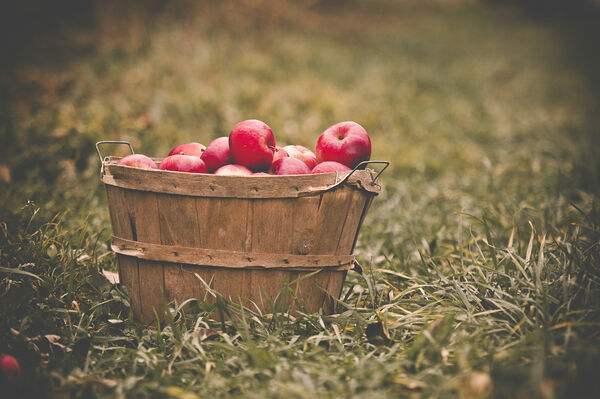 Fruit of the Spirit