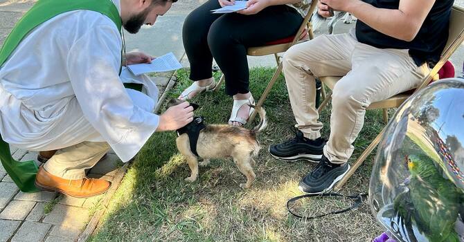 The Blessing of the Animals
