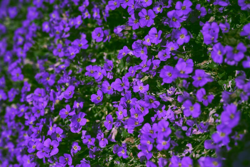 Purple Children