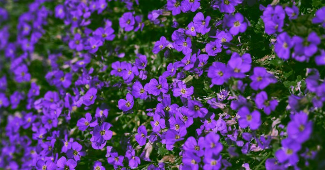 Purple Children
