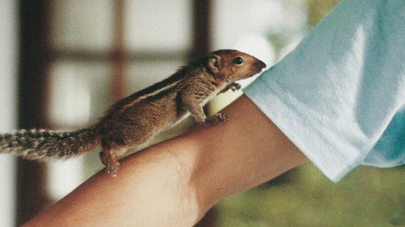 Pocket Friend
