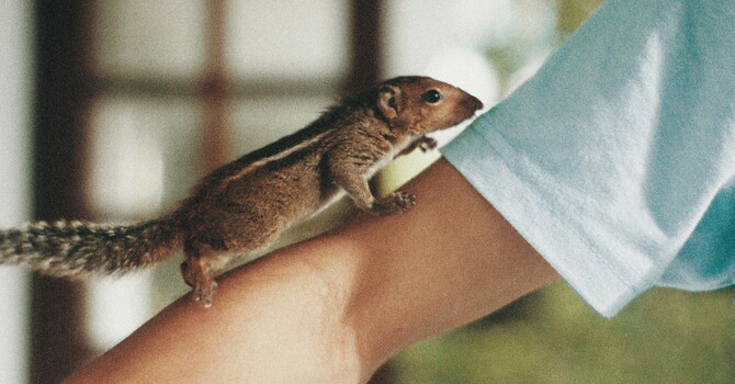 Pocket Friend