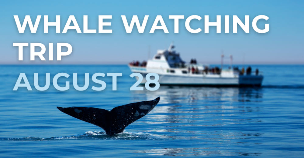 Whale Watching