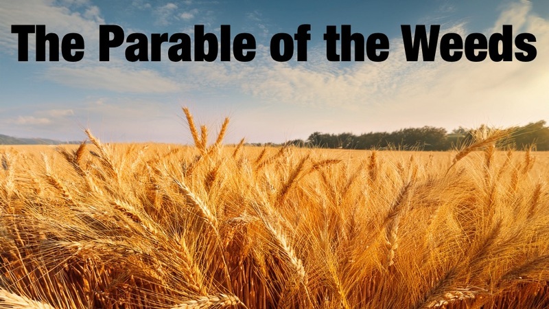 The Parable of the Weeds