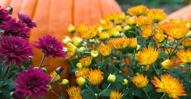 Fall Festival