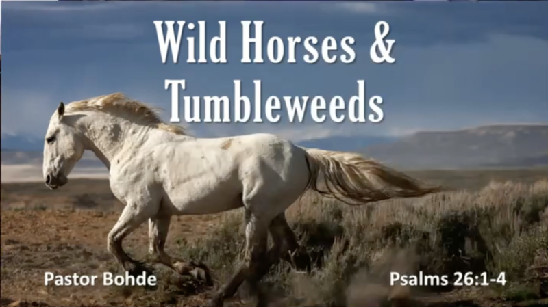 "Wild Horses & Tumbleweeds"