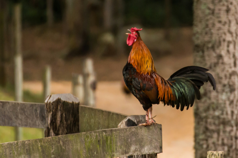 Cock-A-Doodle-Do