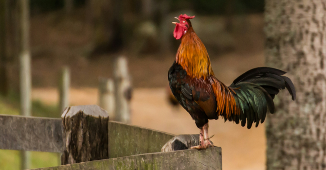 Cock-A-Doodle-Do