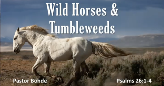 "Wild Horses & Tumbleweeds"