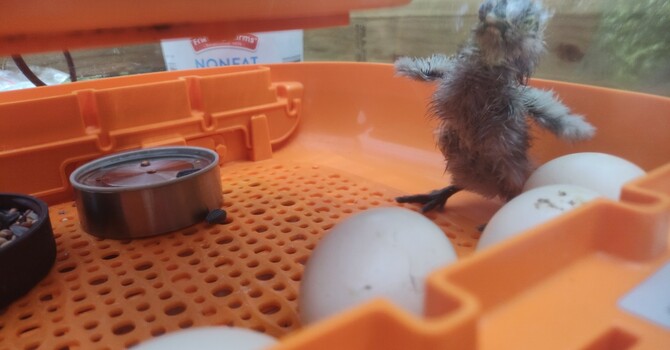 New Edition to the Farm
