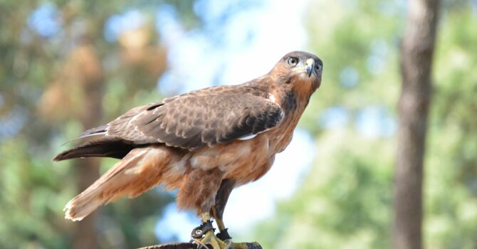 HawkQuest at Joyful Celebration 2025 image
