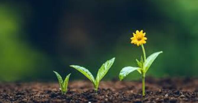 Growing as A Disciple, Part 1 image