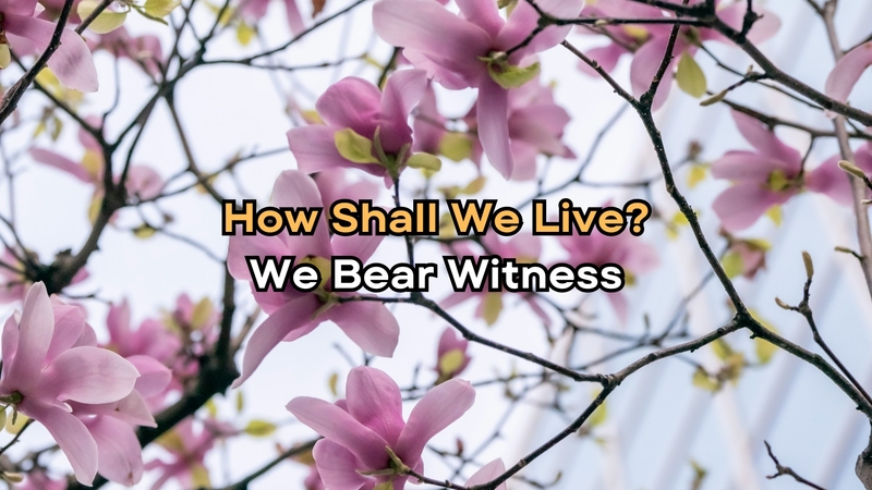 We Bear Witness