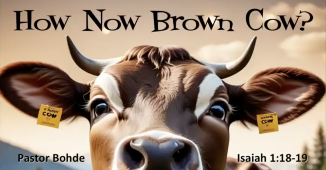 "How Now Brown Cow?"
