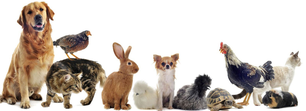 Blessing of the Animals