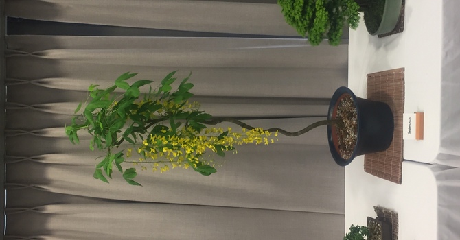 LV Bonsai Club Show and Sale