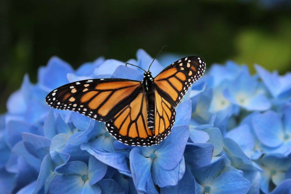 Slideshow image