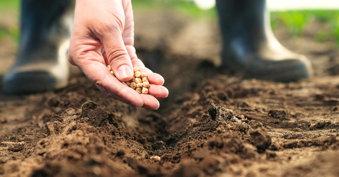 The Joy of Planting Spiritual Seeds image