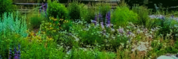 Wildscape Your Yard!