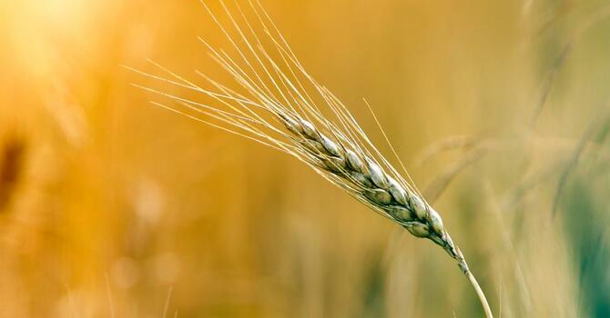 When Weeds Grow Among the Wheat image