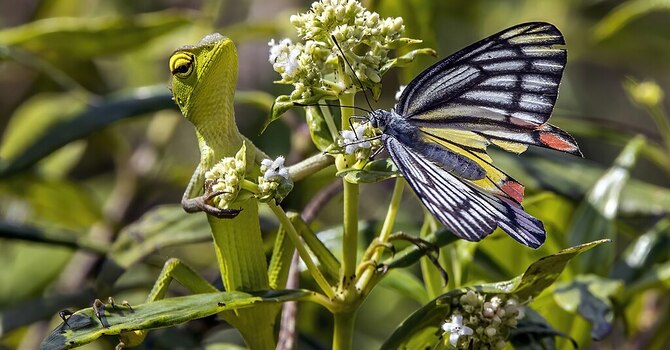 Faithful Participation: Living in God’s Creation  image
