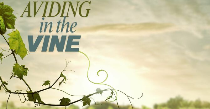 Abiding in the Vine image