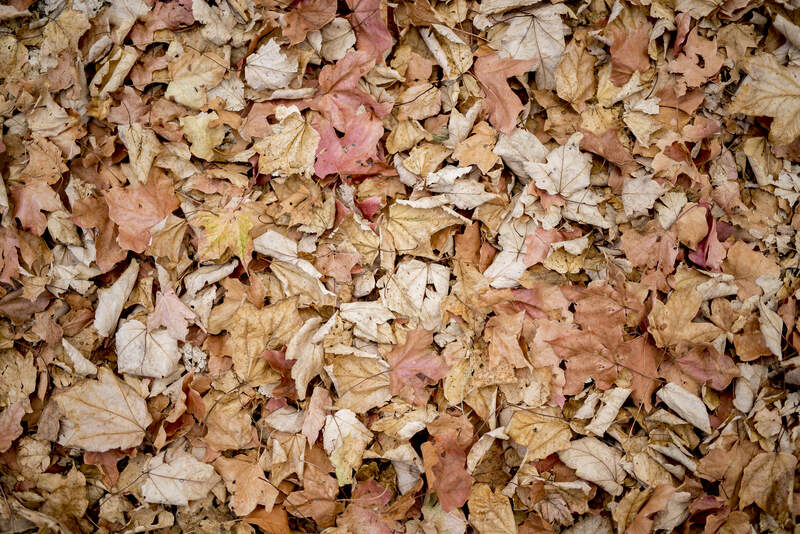 "Let's Give it Another Year"