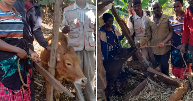 the Cow Project keeps giving image